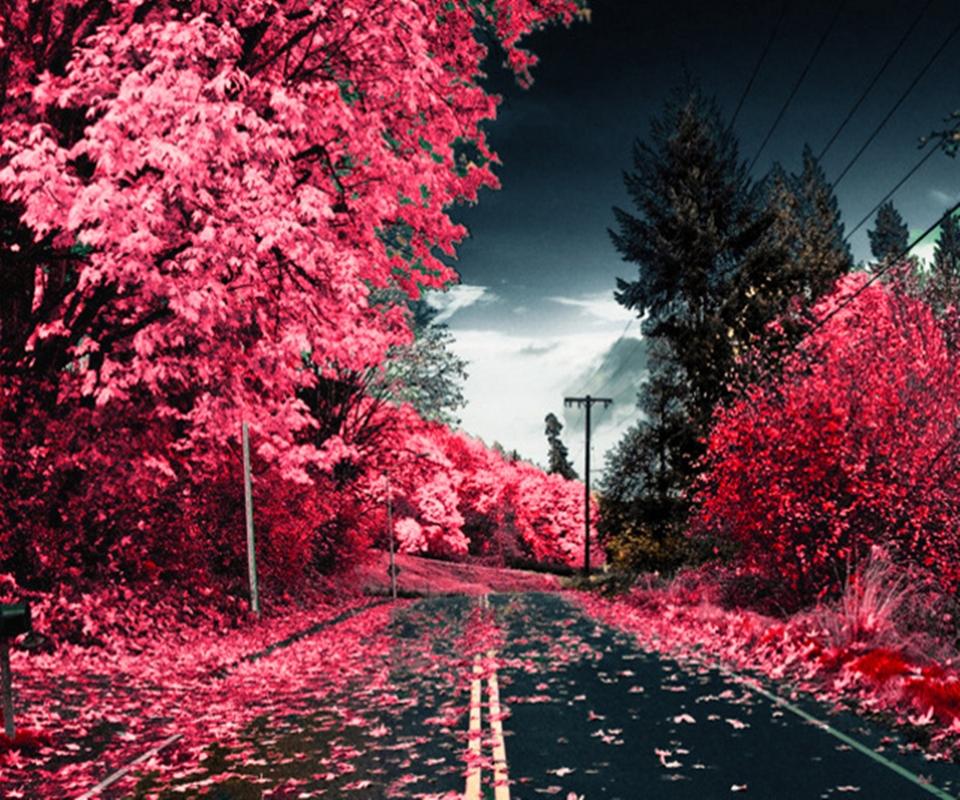 Pink Way_1